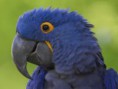 /album/galleria-fotografica/a1284195646-hyacinth-macaw-jpg/