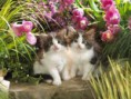 /album/galleria-fotografica/a1284323856-kittens-20in-20spring-jpg/
