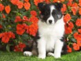 /album/galleria-fotografica/a1284561782-shetland-20sheepdog-20puppy-jpg/