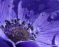 /album/galleria-fotografica/anemone-1280-1024-jpg/